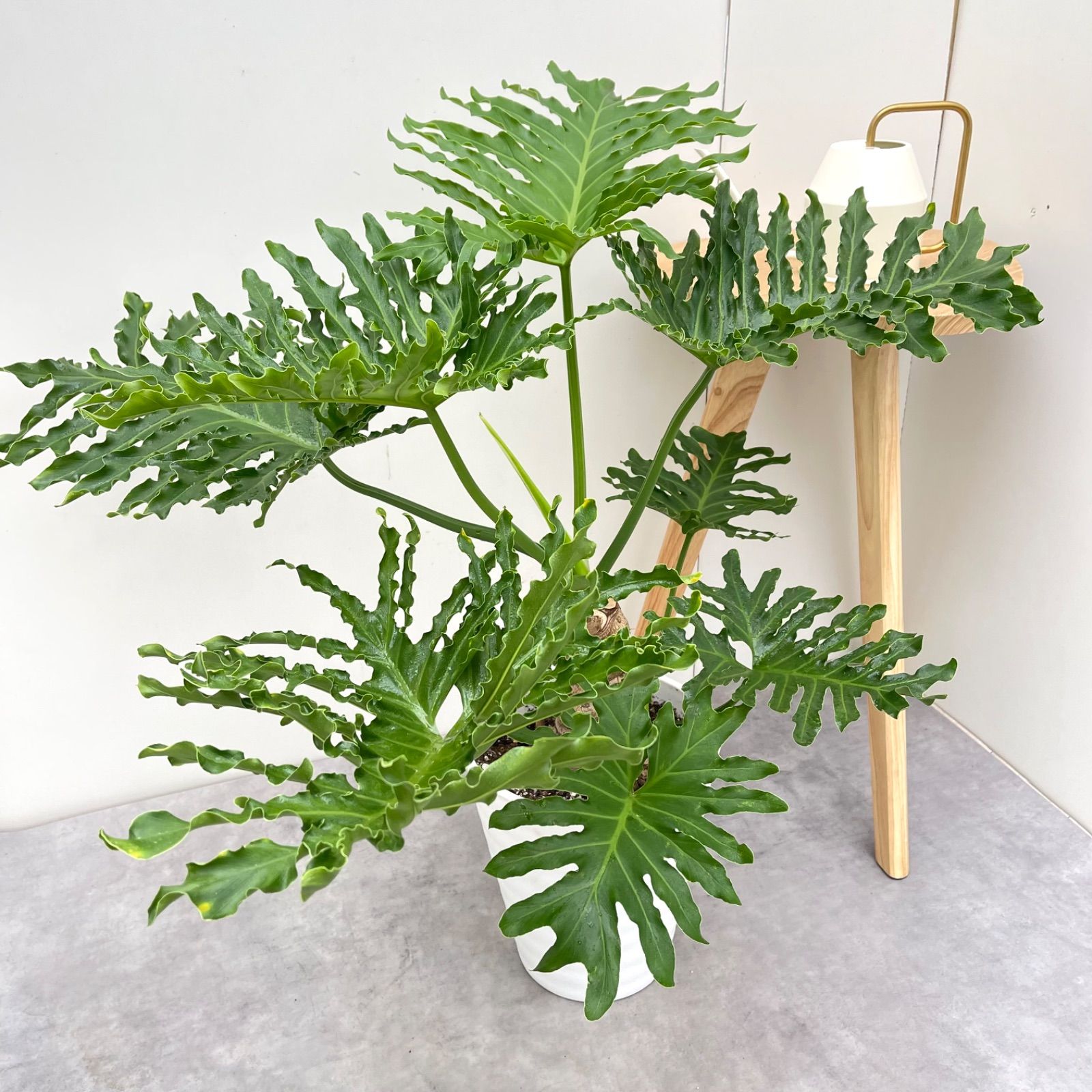 フィロデンドロン セローム 根上がり 2【現品】観葉植物 室内 8号