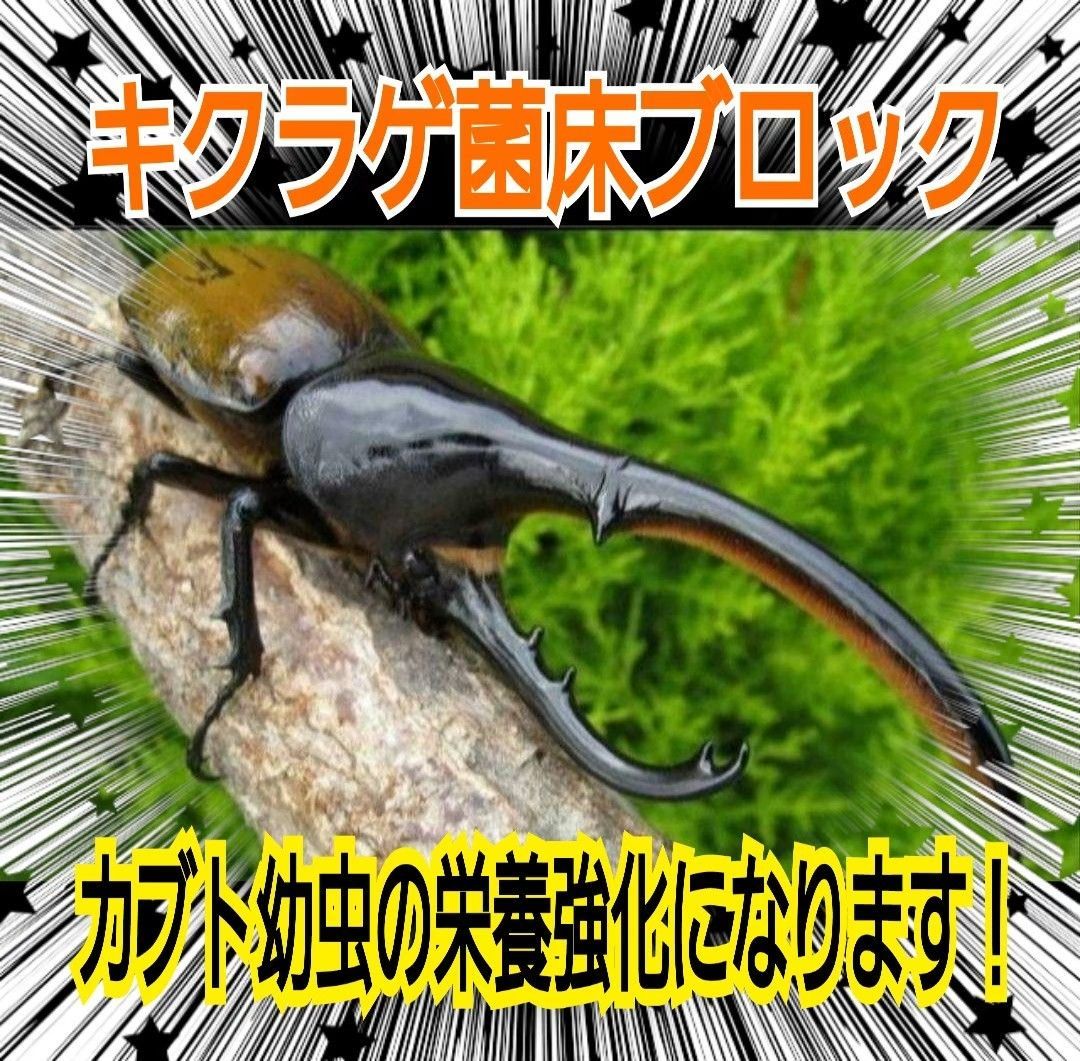 カブトムシ幼虫の栄養強化に抜群！ キクラゲ菌床ブロック【12個】マットに埋め込むだけで幼虫が潜り込みモリモリ食べます！クヌギ100%原料 - メルカリ