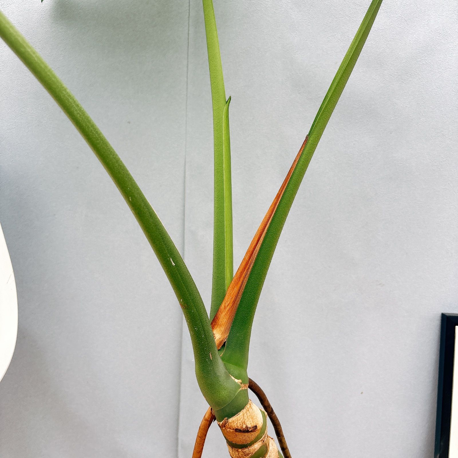 現品］3番 モンステラ 幹立ち 7号 観葉植物 ショップ 室内 大型 育て