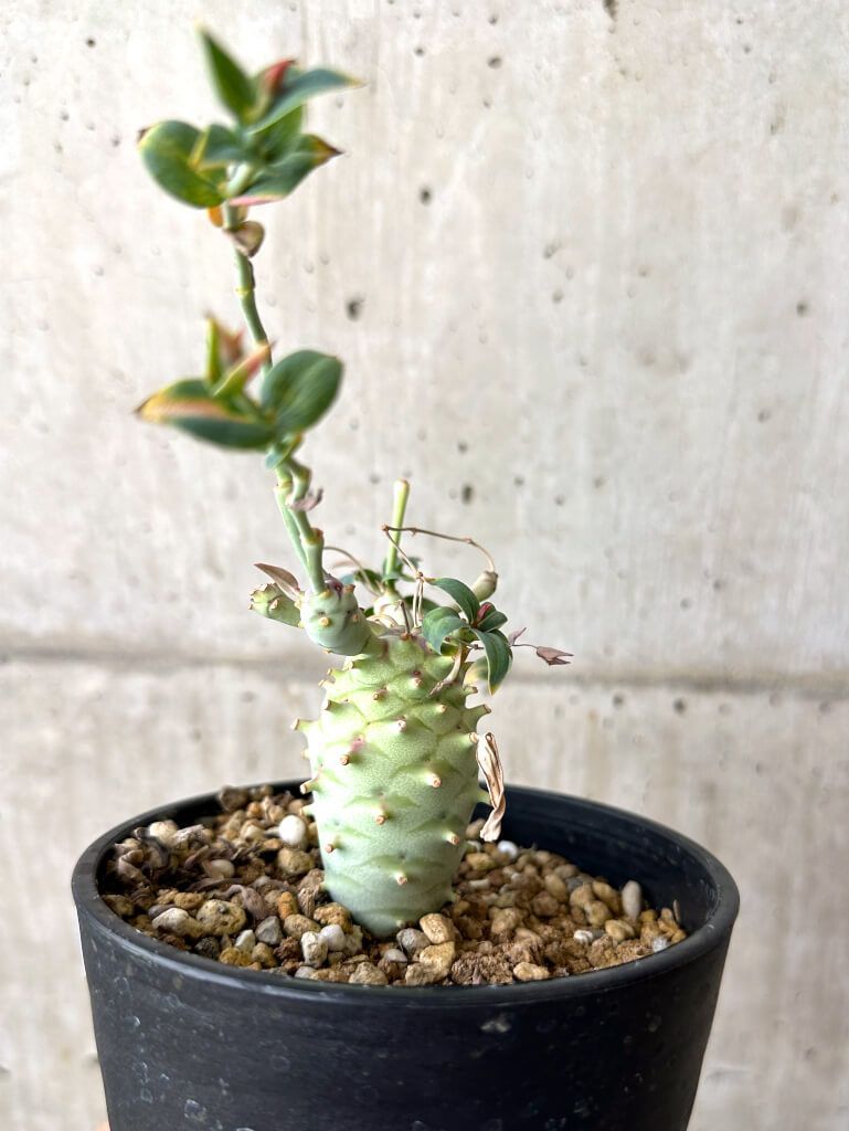 D420【自社養生株】モンソニア ムルチフィダ（現地球・発根未確認株