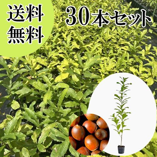 【30本セット】クヌギ樹高0.8m前後10.5cmポット