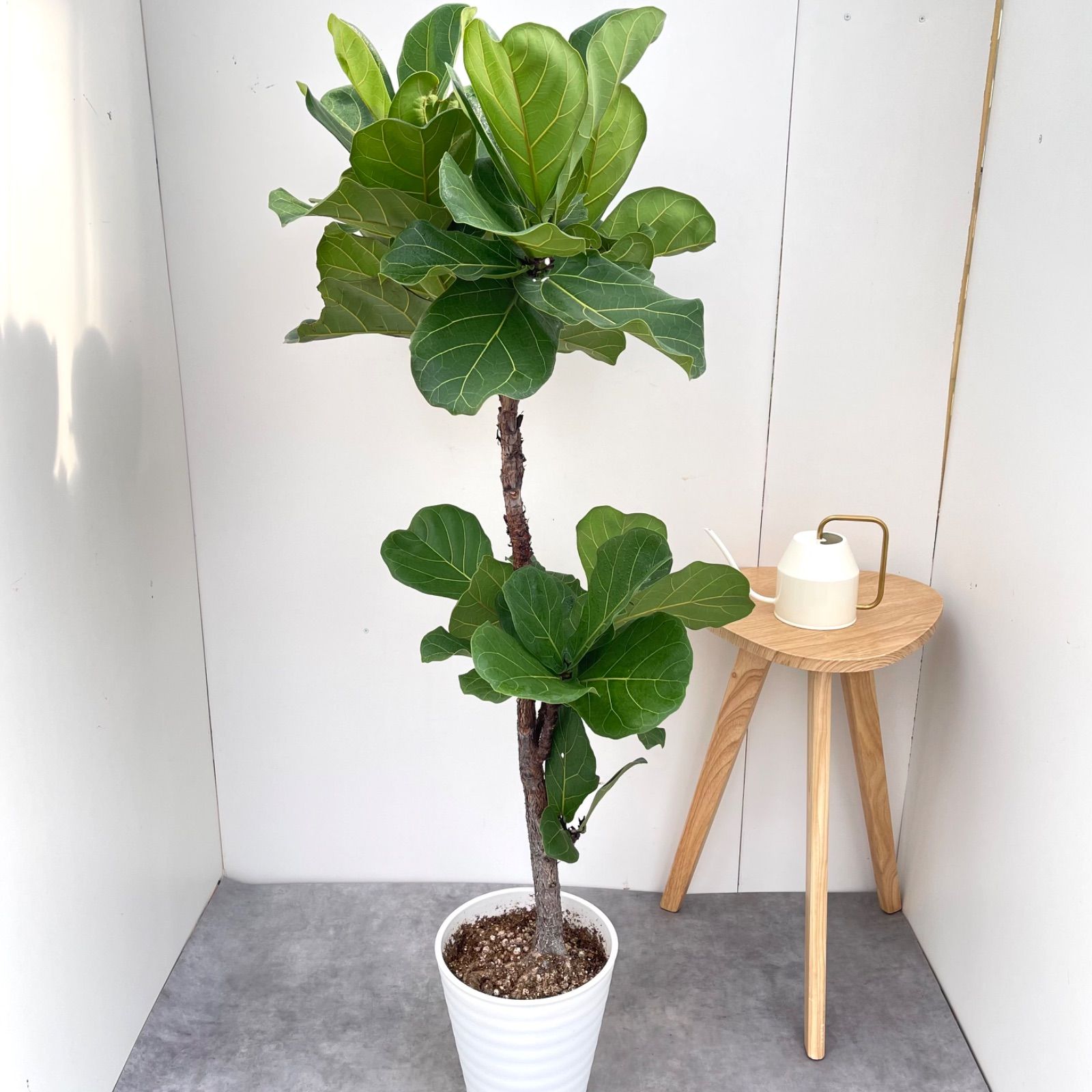 現品］21番 フィカス リラータ 8号 観葉植物 室内 大型 皿付き 贈り物