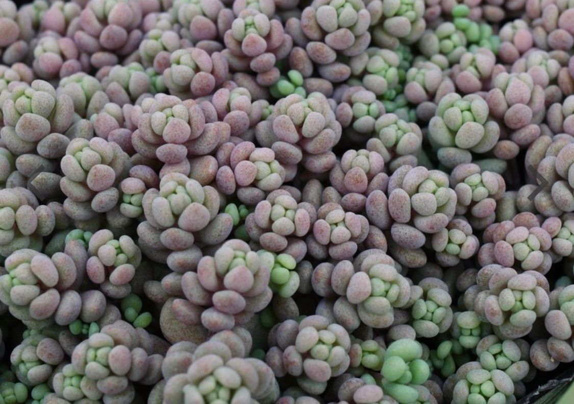 多肉植物 パープルヘイズ カット苗 25カット　多頭、微根も入ります！ セダム 多肉植物】パープルヘイズ セダム 抜き苗 - メルカリ