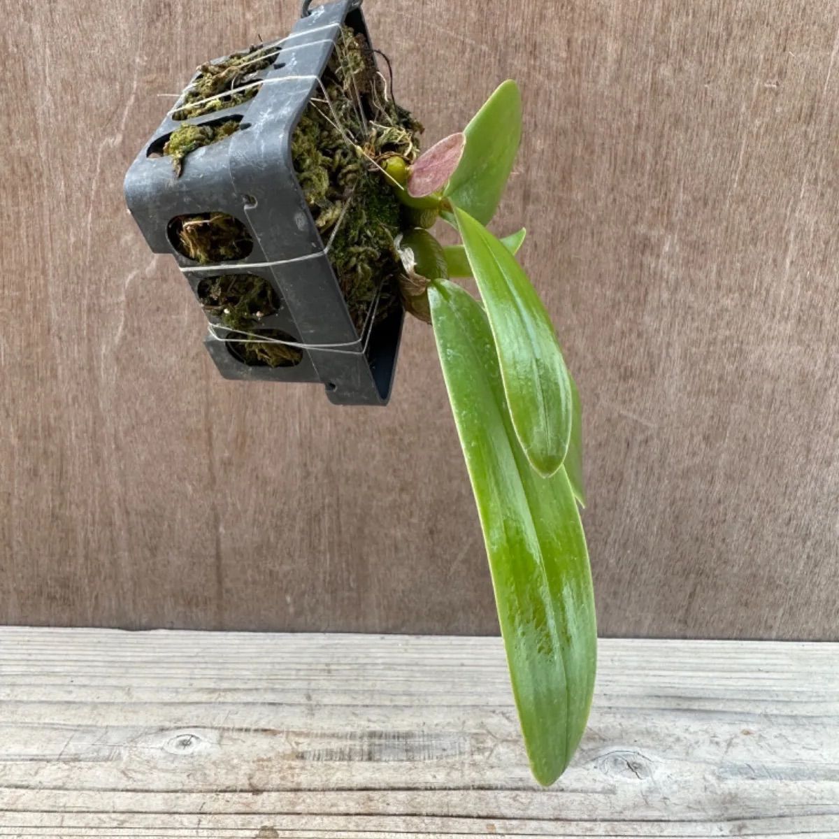 バルボフィラム ファレノプシス③ Bulbophyllum phalaenopsis 現品