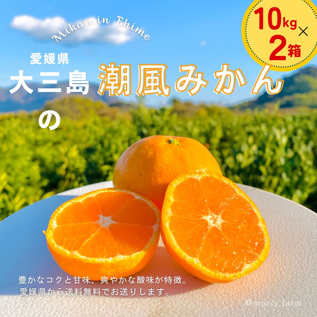 予約 潮風みかん 10キロ箱×2箱 合計20キロ 愛媛県 大三島産 ワックス 防腐剤フリー ︎11月初旬〜中旬発送‼︎ まとめて ♪