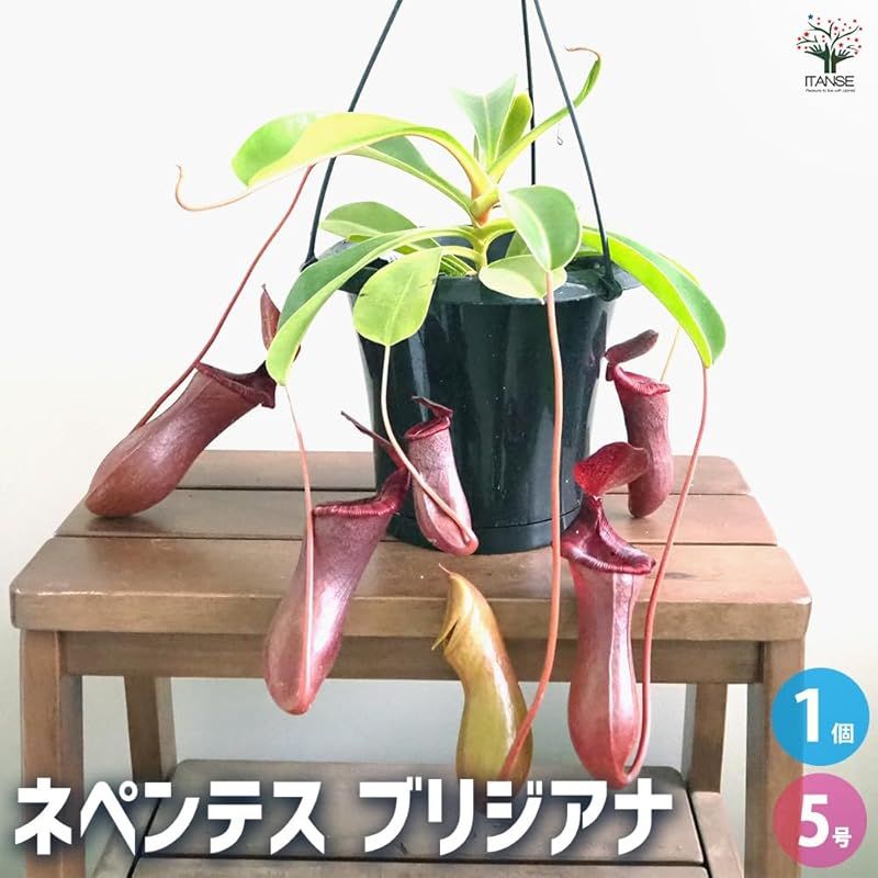 ＩＴＡＮＳＥ ネペンテス ブリジアナ 5号吊り鉢 1個売り 食虫植物 観葉植物 学名 Nepenthes briggsiana 半耐寒性常緑多年草 原産地 東南アジア 別名 靫葛 ウツボカズラ 捕虫袋の美しさと大きさが特徴 捕虫袋はクリーム色や淡い黄