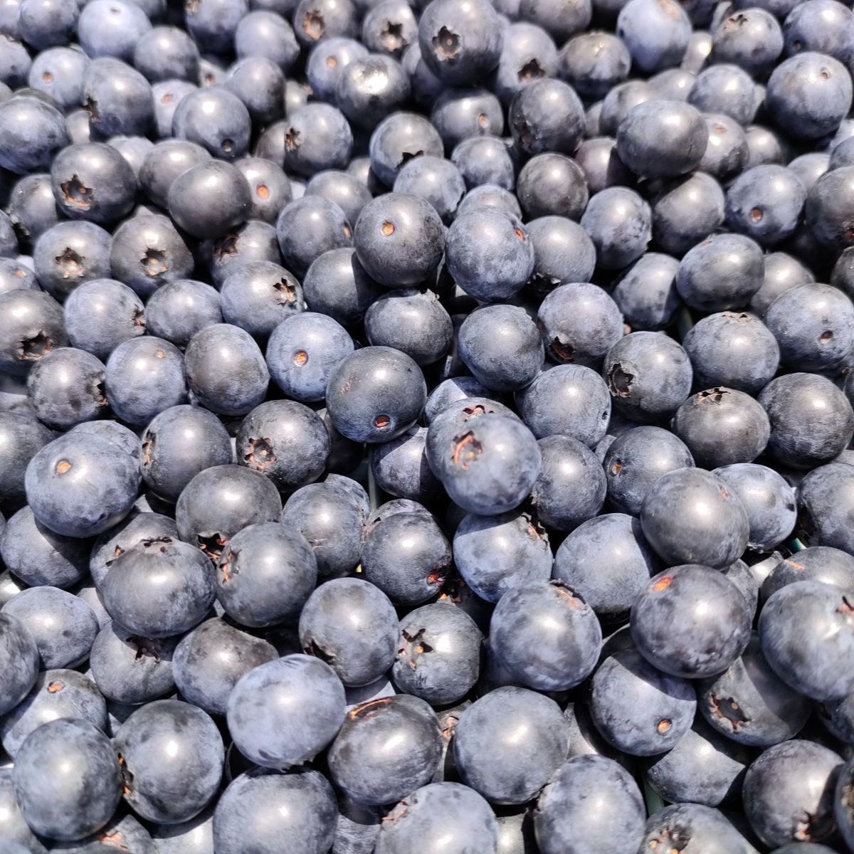 ブルーベリー 600g 常温メルカリ便発送 朝摘みブルーベリー 600g 常温