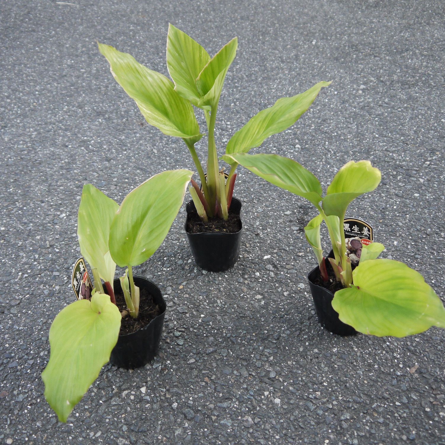 ブラックジンジャー、クラチャイダム、黒ショウガ、黒しょうが、観葉植物、植物、芋 ブラックジンジャー、クラチャイダム、黒ショウガ、黒しょうが