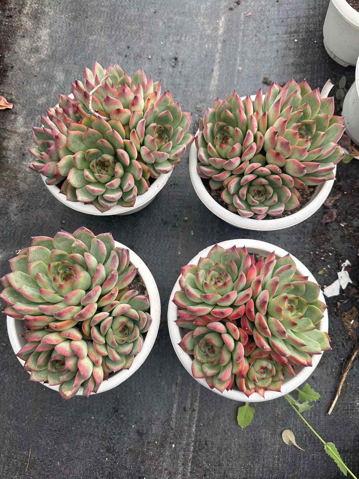 多肉植物 レッドエッジ 抜き苗 エケベリア