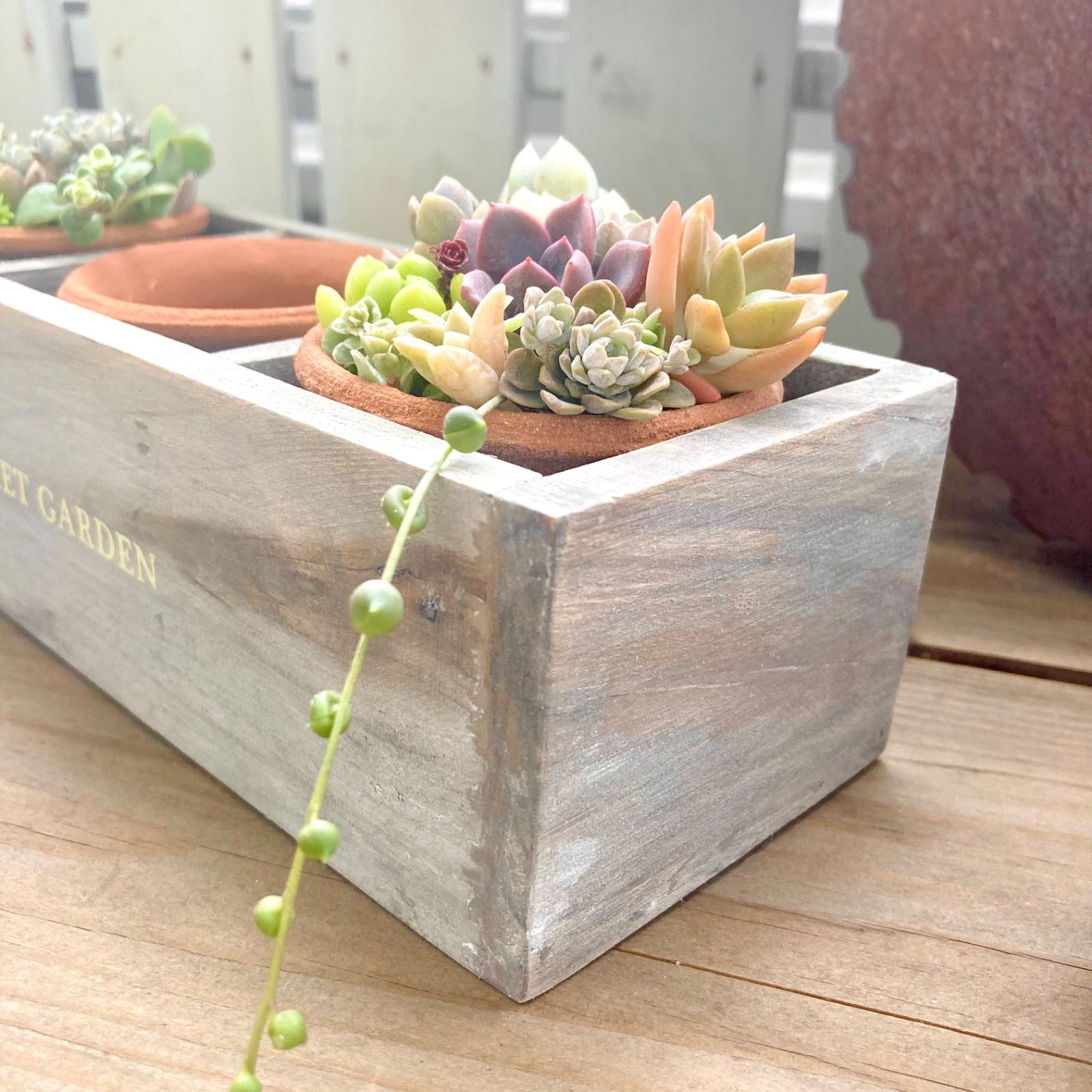 木箱付き テラコッタポット 多肉植物 サボテン ナチュラル雑貨
