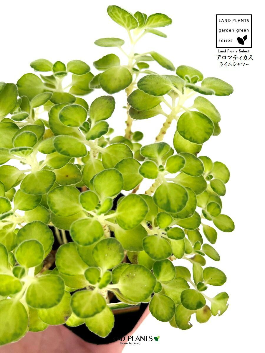 2品種セット】 アロマティカス 2鉢（緑葉1鉢・斑入り1鉢） 3号