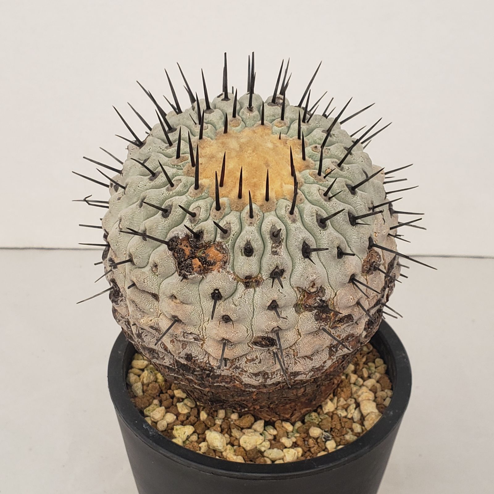サボテン　コピアポア　コルムナアルバ　実生苗 コピアポア コルムナ アルバ（実生） | hanayoshi-botanical