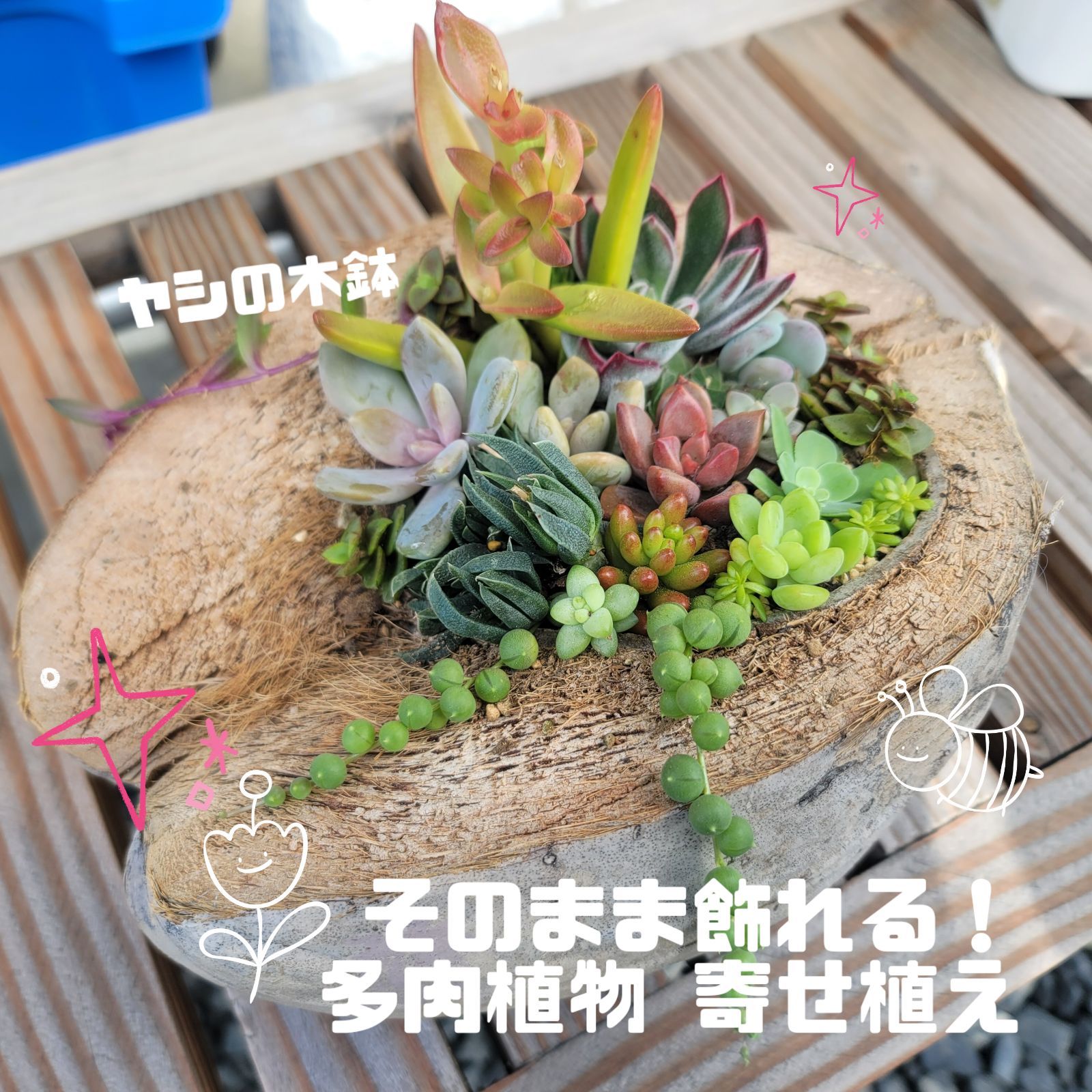 そのまま飾れる多肉植物 寄せ植え ヤシの実鉢 - メルカリ