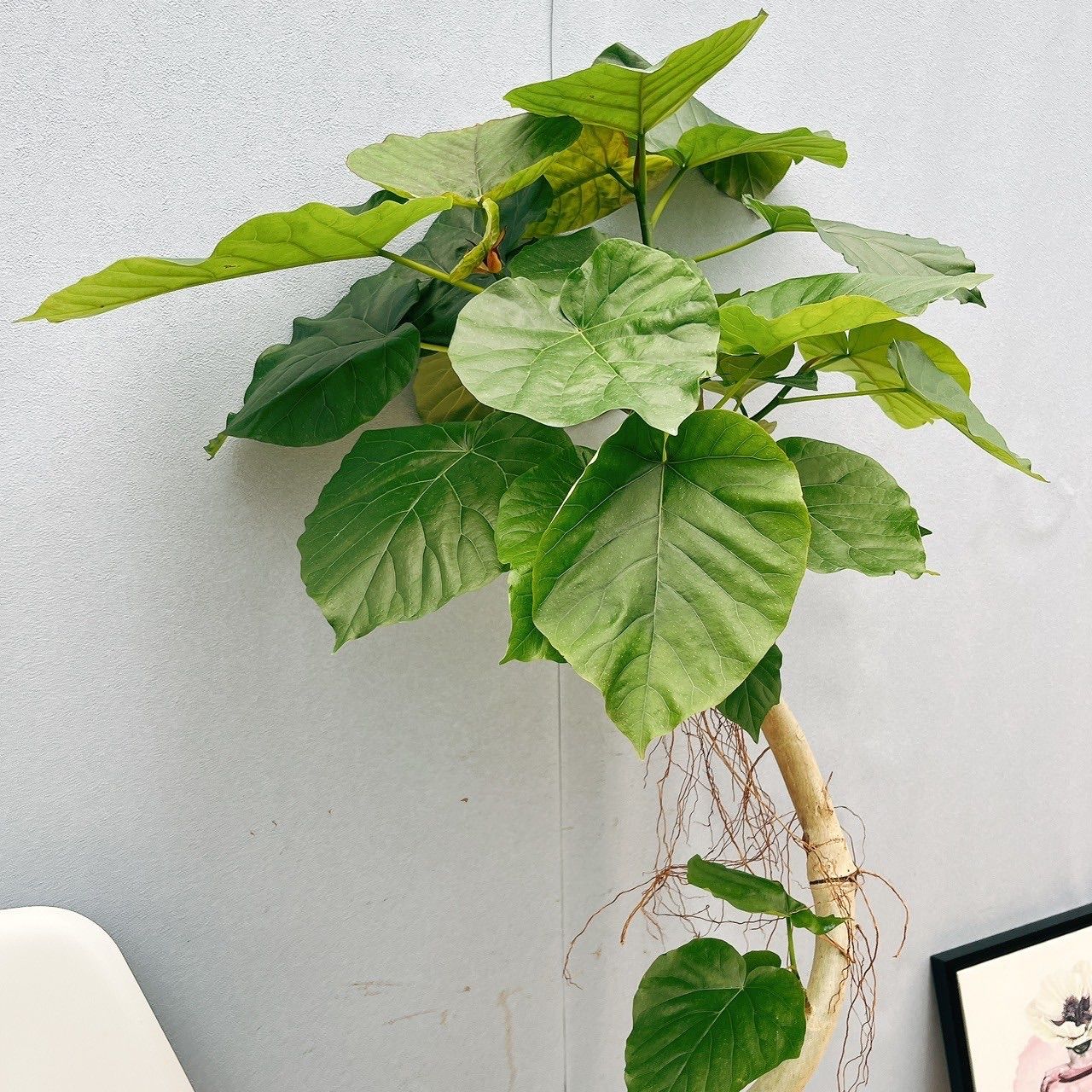 在庫］ ※ラスト1点※ ♡かわいい♡ フィカス クリアランス ウンベラータ