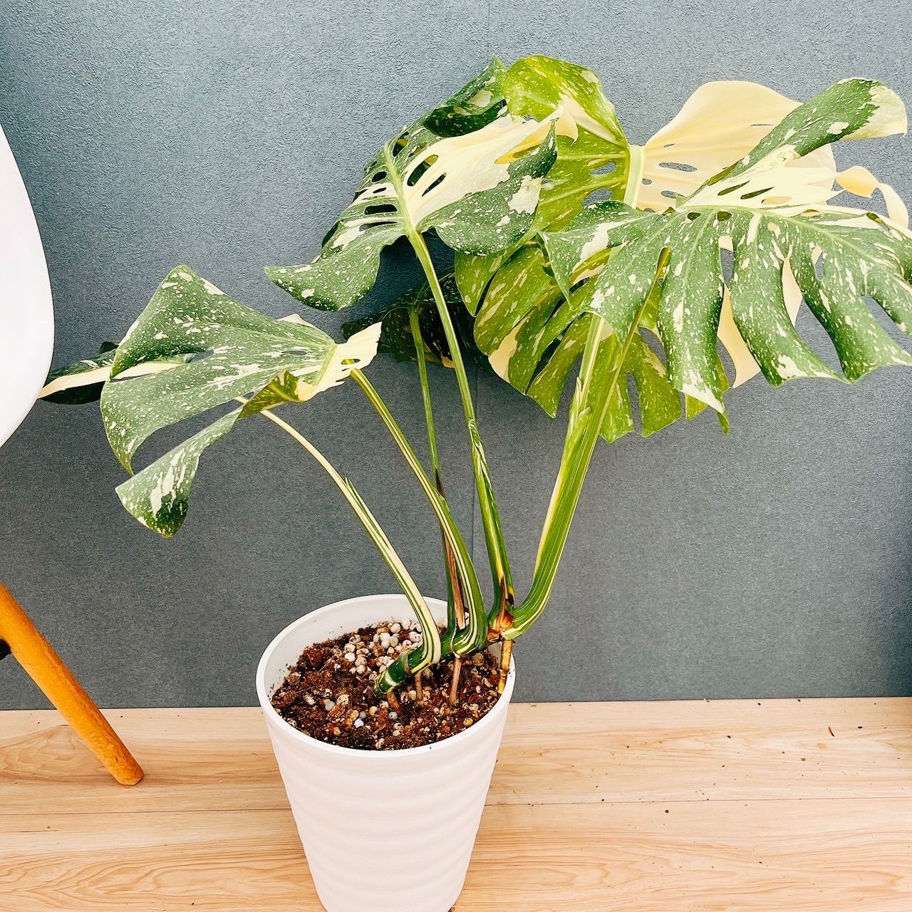 現品］【希少】83番 モンステラ デリシオーサ 斑入り レア 注文 観葉