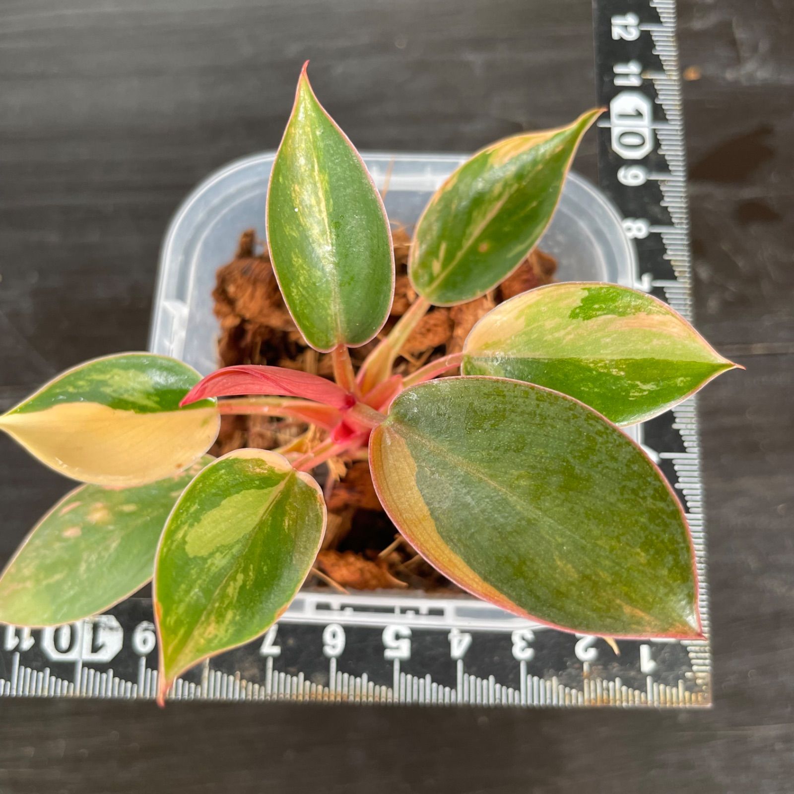 極斑】フィロデンドロン レッドコンゴ 斑入り - メルカリ