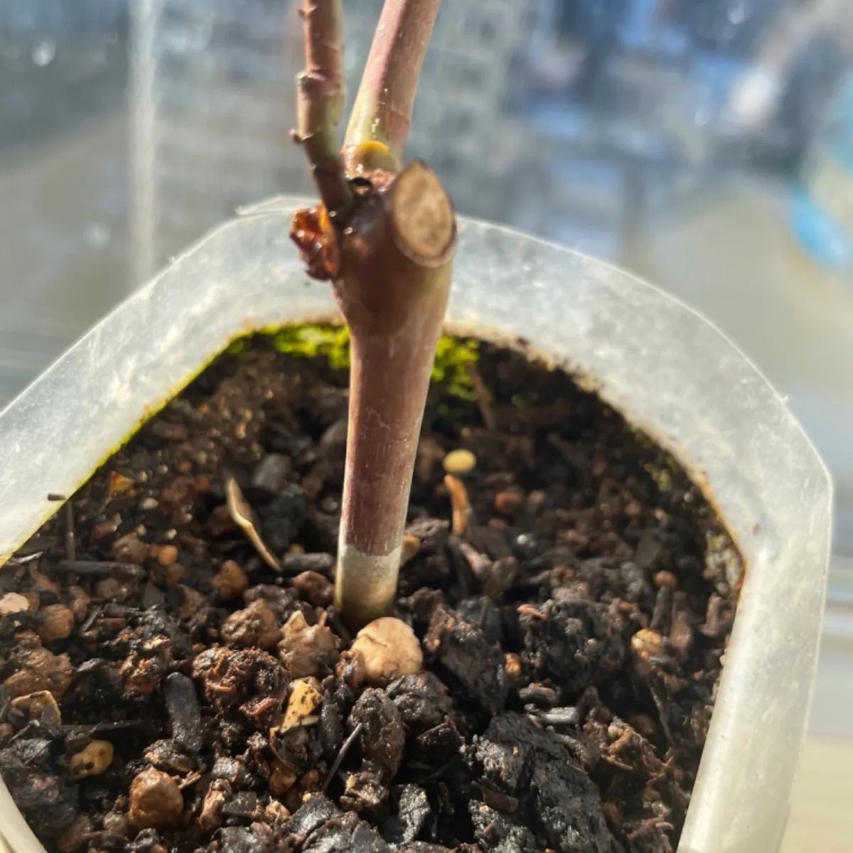 年末セール❣️超強香！超強健！大輪！フランス原産切り花品種　入手困難　バラ苗 超強香！超強健！大輪！フランス原産切り花品種 入手困難 バラ苗