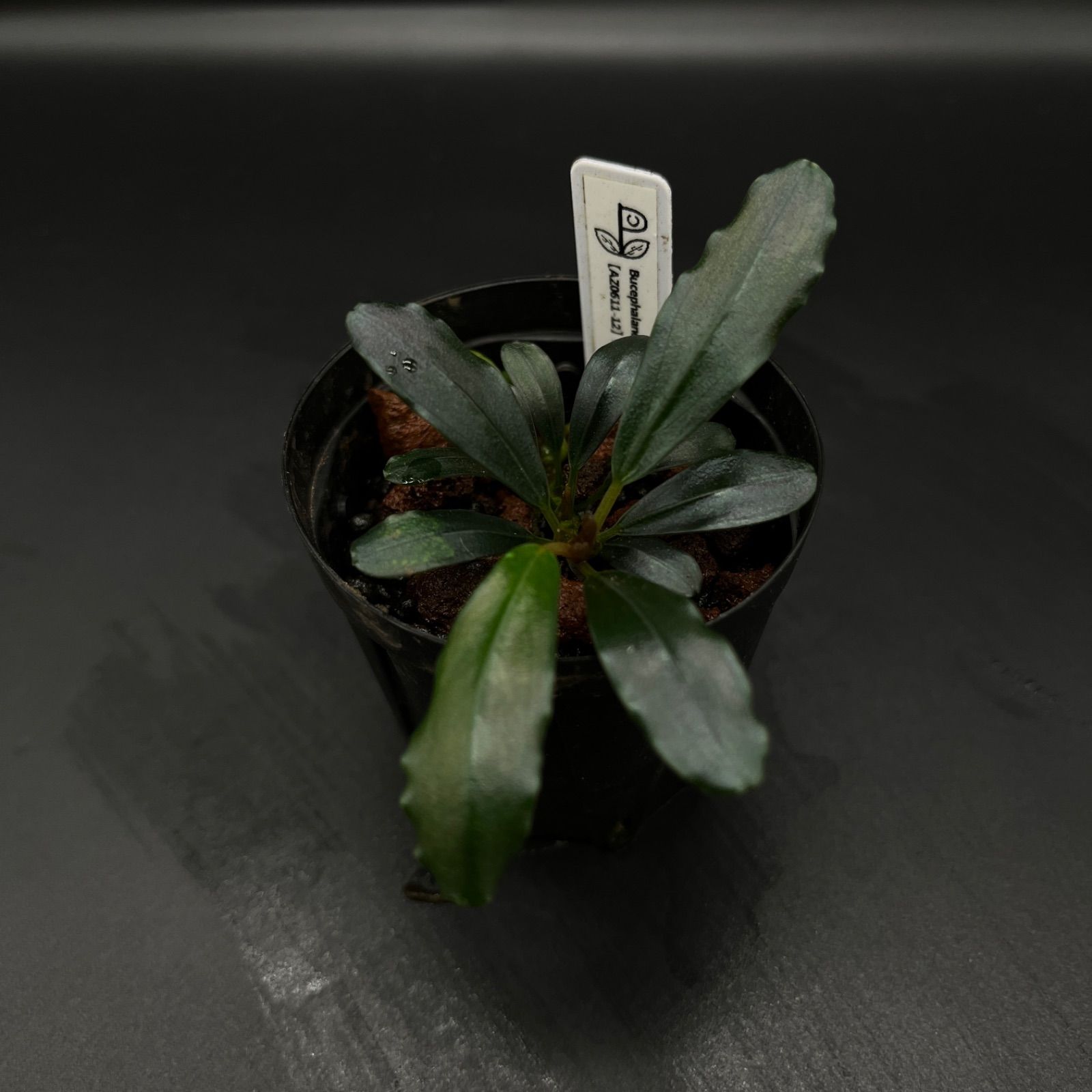 Bucephalandra sp. from Kapuas-2【AZ0611-12】2011.7 - メルカリ