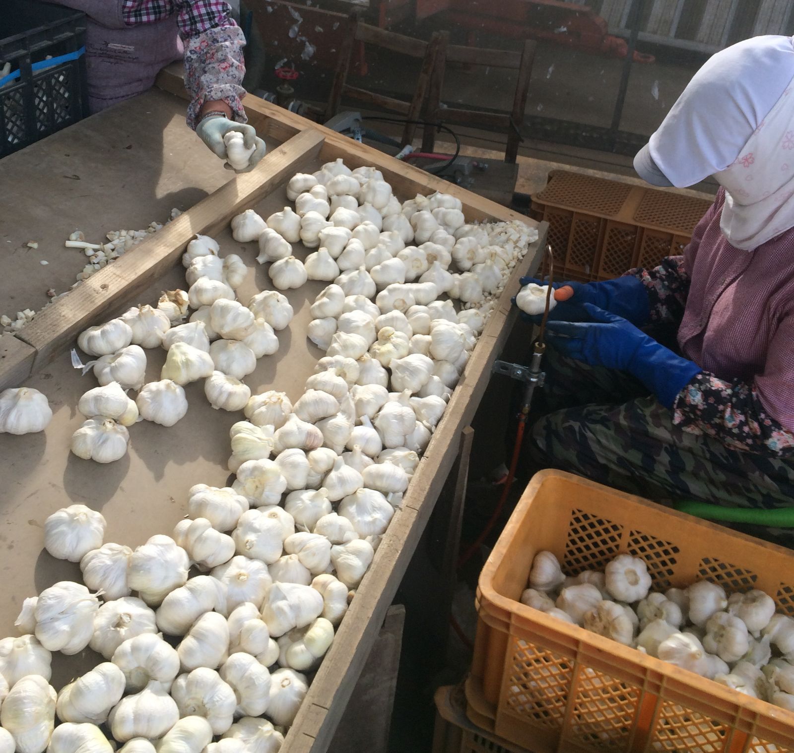 わけあり】青森産ホワイト六片種にんにく 500g - メルカリ