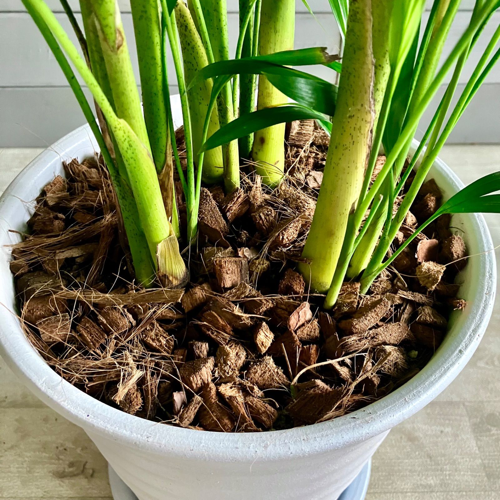 希少品種 ドラセナ ワーネッキーレモンサプライズ 8号 テラコッタ