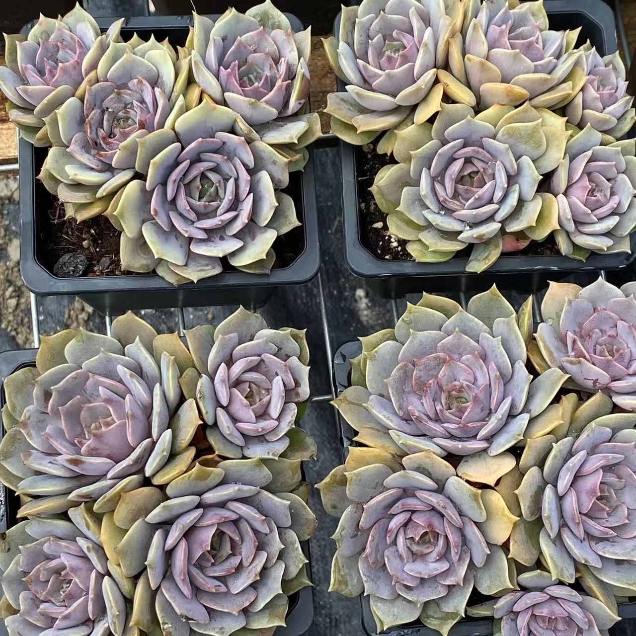 ZM1604×50 ピンクバタフライ 抜き苗 多肉植物 アエオニウム エケベリア