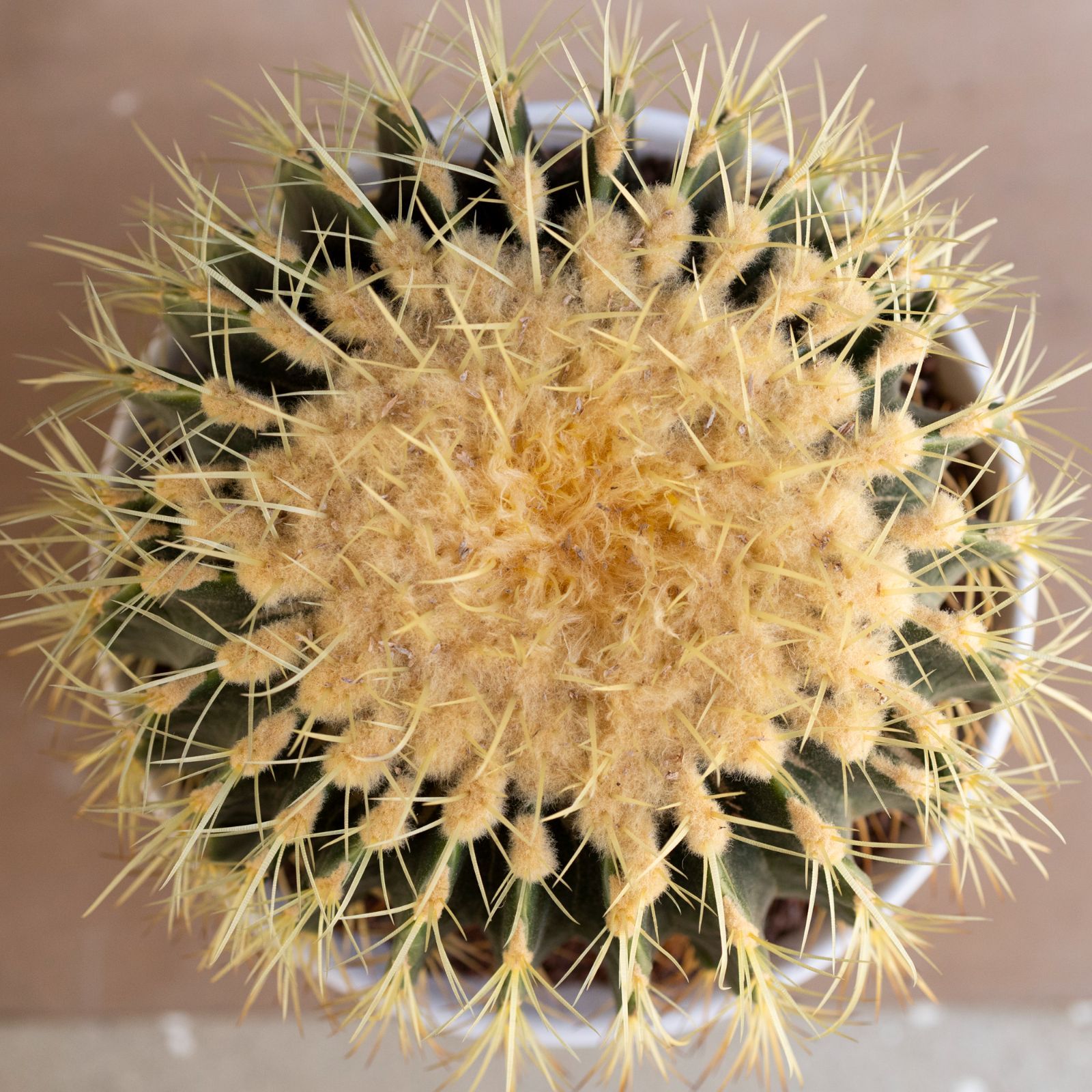 発根済】36cm 金鯱 サボテン キンシャチ 金シャチ 特大 12号 ドライ