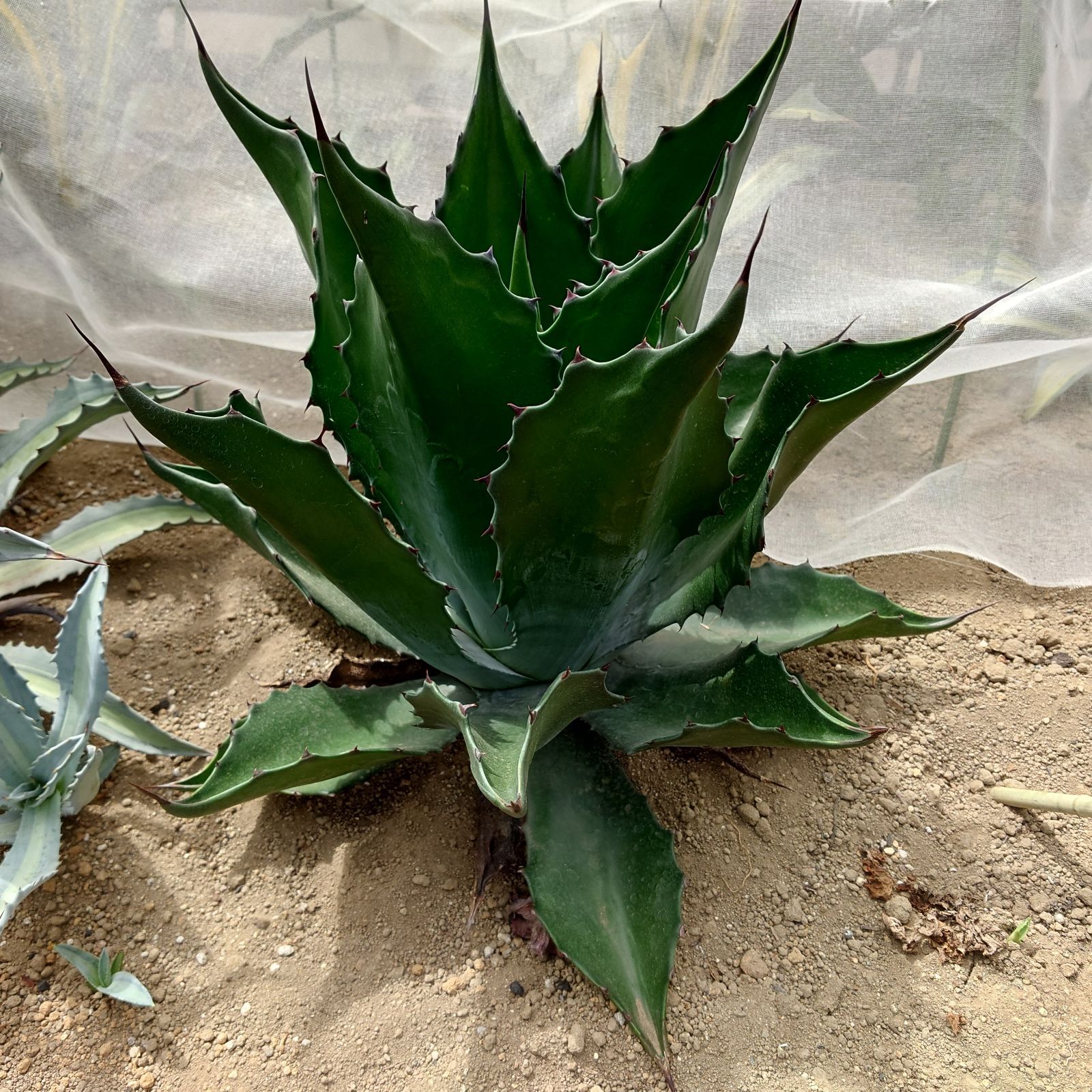 agave アガベ サルミアナ フェロックス トニーズタイガー agave アガベ サルミアナ フェロックス トニーズタイガー（W55cm
