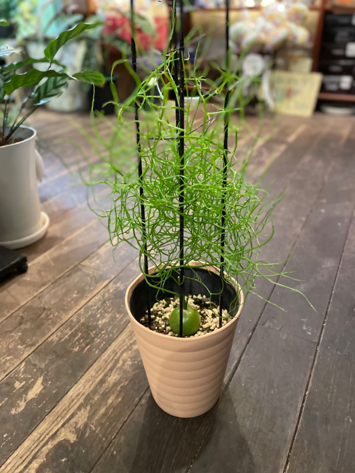 希少！多肉植物『蒼角殿ソウカクデン』 - 京都のお花屋さん ミル