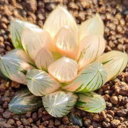 9A ハオルチア 多肉植物 糯オブツーサ錦糊斑 自家繁殖 - メルカリ