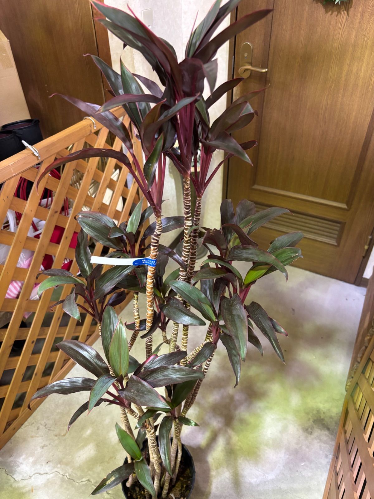 観葉植物