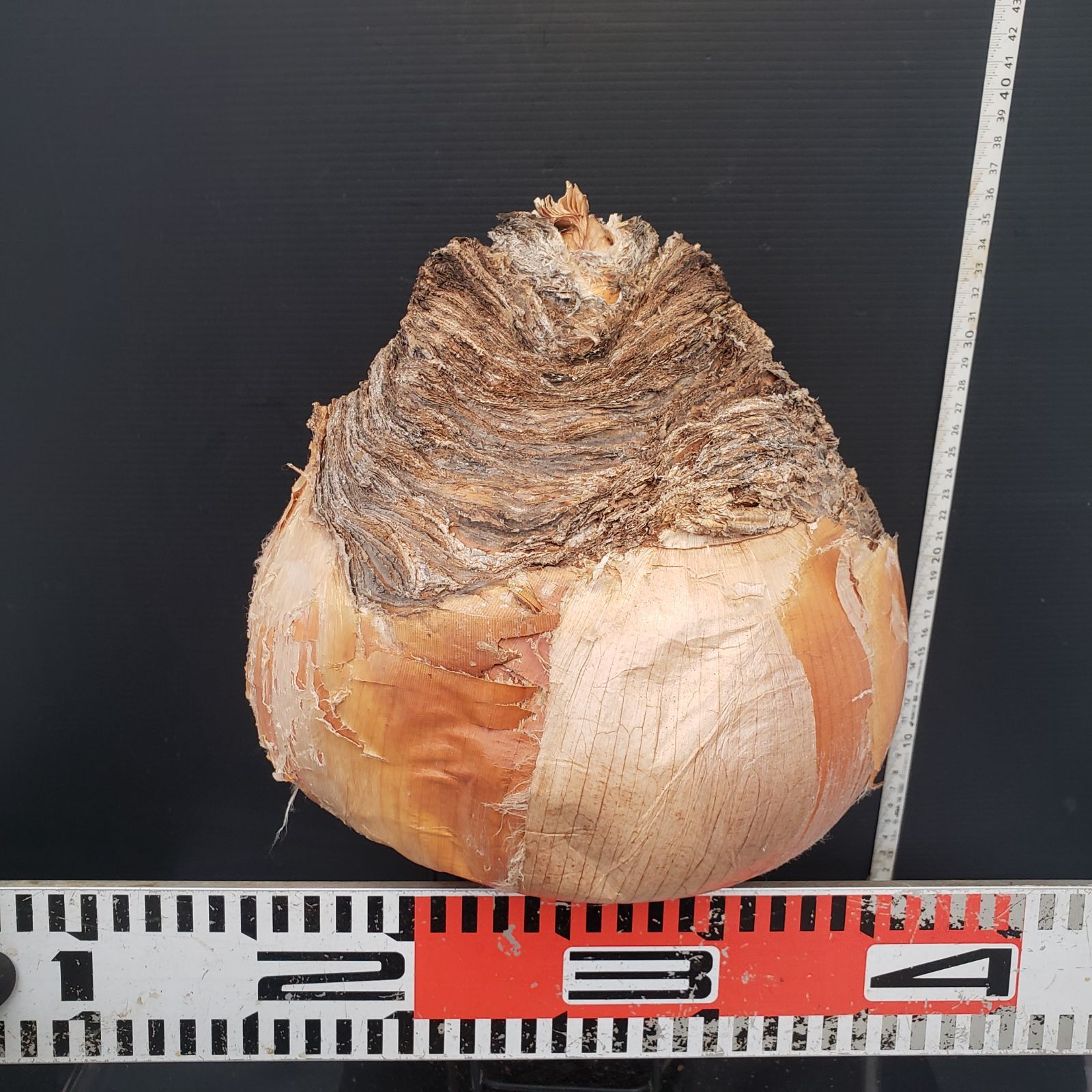 Z422 最新到着 Boophane ハエマンソイデス ML 現地球 抜き苗 球根植物 ブーファン ハエマンソイデス