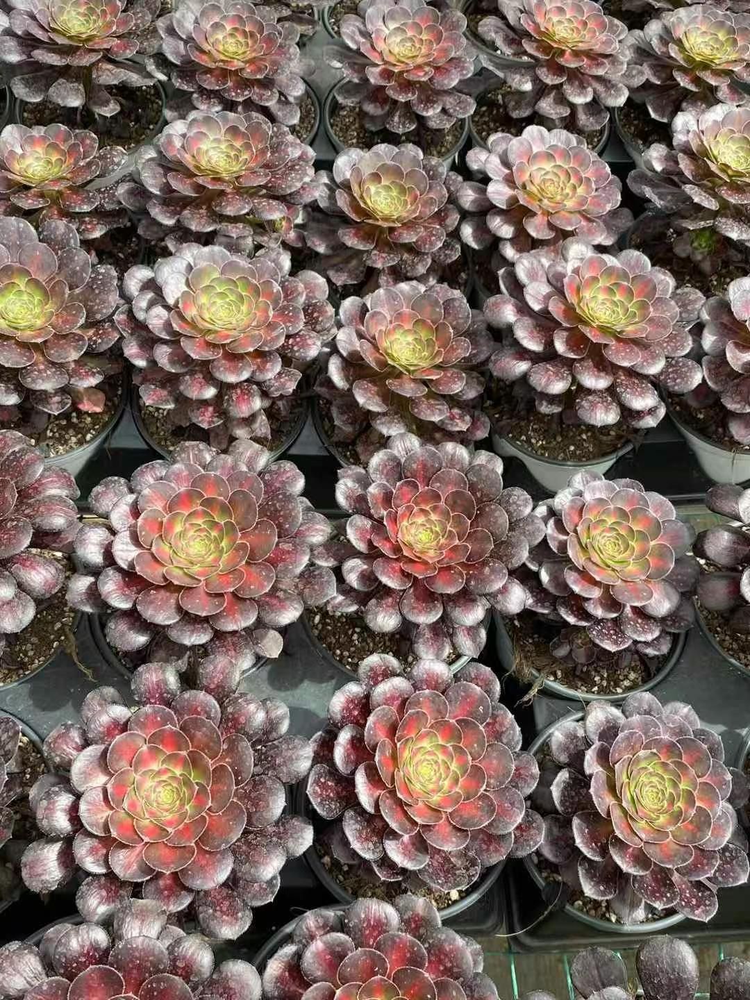 MY129 15株の抜き苗 ブラック金剛 多肉植物 アエオニウム エケベリア