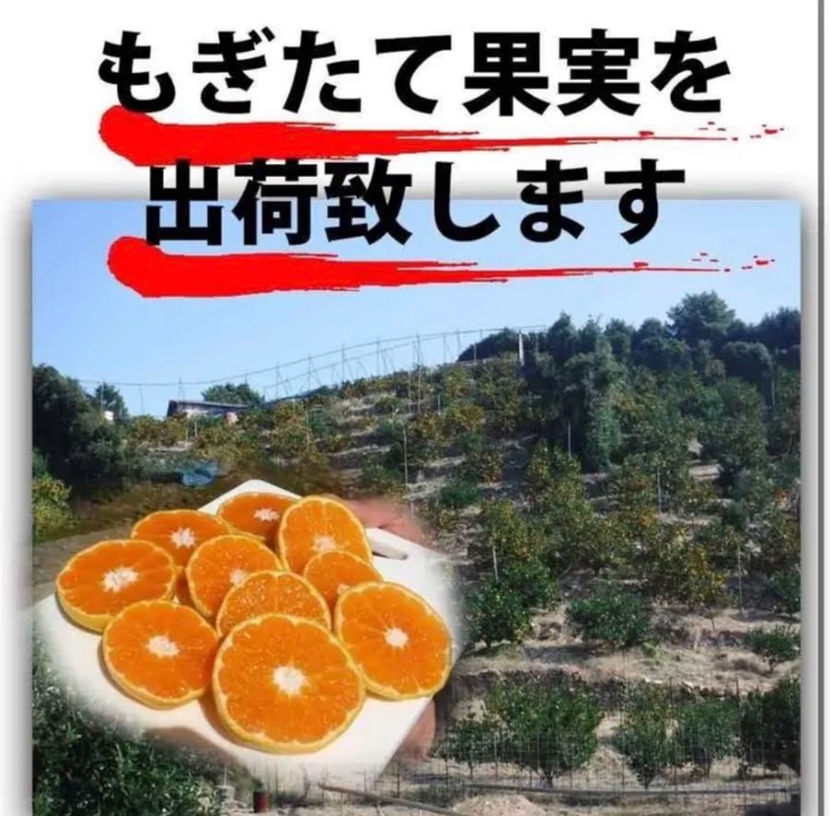 みかん 訳あり 2キロ 和歌山 ありだみかん 農家直送 - メルカリ