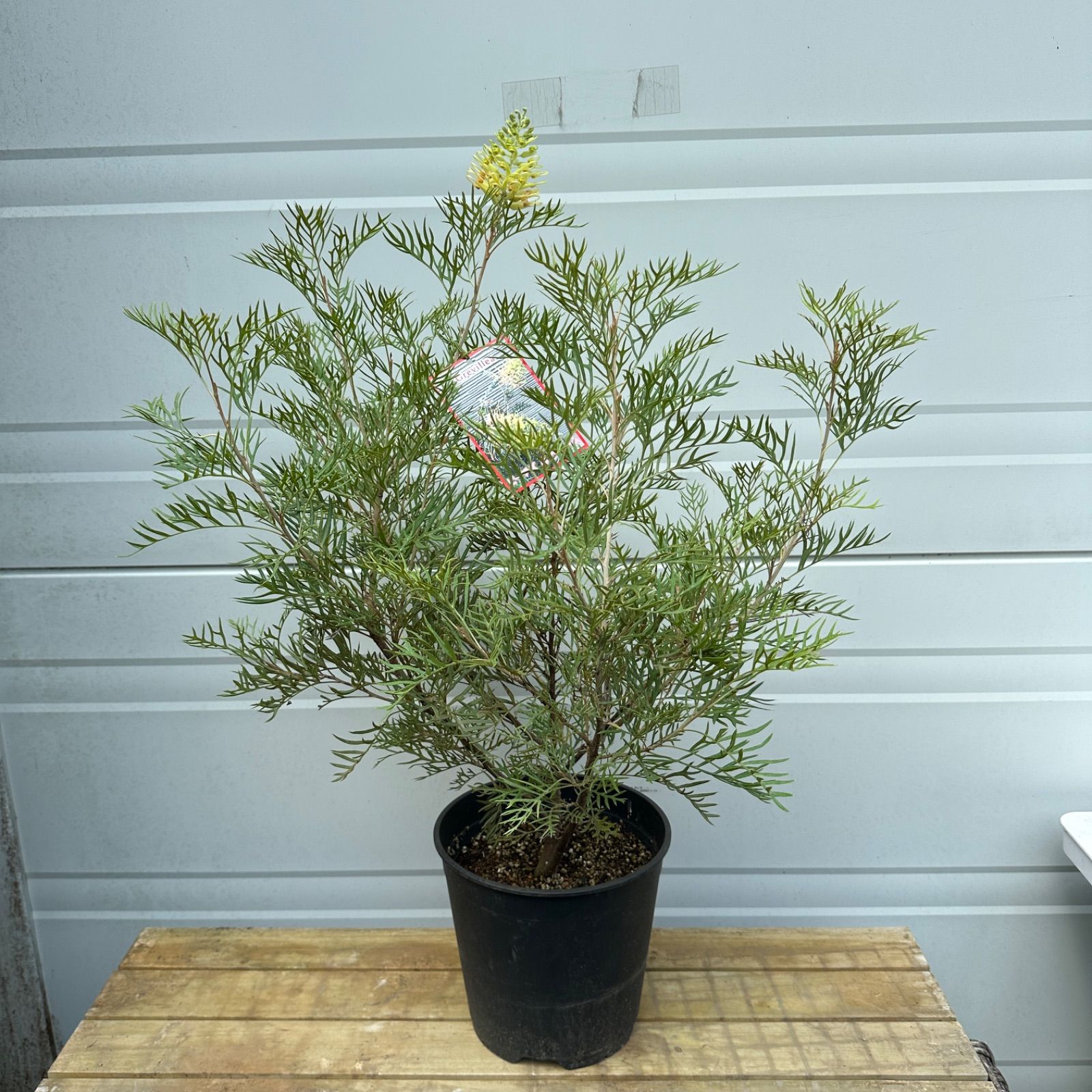 グレビレア ”ピーチアンドクリーム” C オージープランツ 現物発送 現品