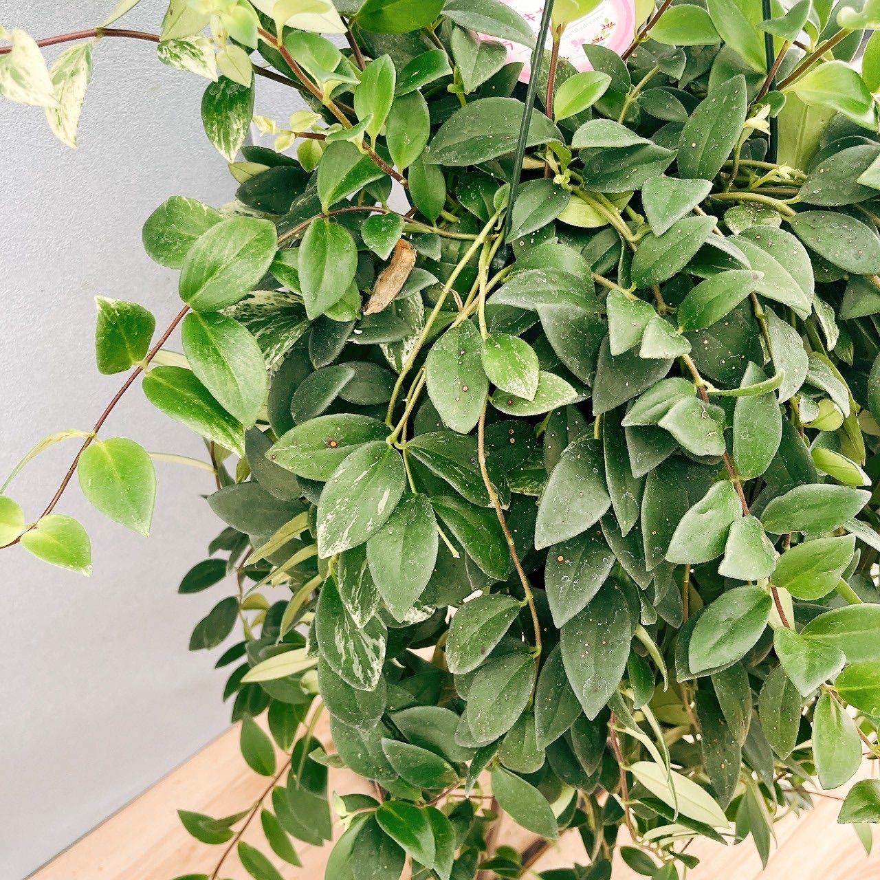 ［現品］C エスキナンサス　ラディカンス　斑入り　5号　観葉植物　吊り下げ 在庫］【珍しい】エスキナンサス ラディカンス 斑入り 5号 観葉