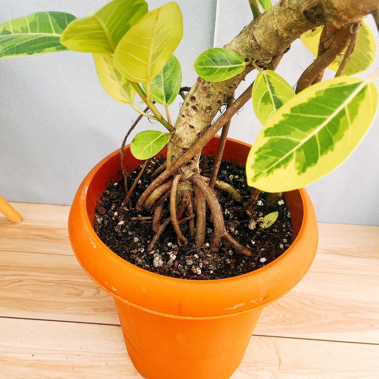 ［現品］80番　フィカス　アルテシマ　曲がり　10号　尺鉢　観葉植物　室内　大型 観葉植物 フィカス アルテシマ 曲がり（10号鉢）｜HanaPrime