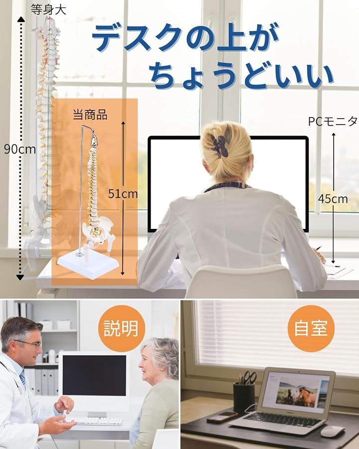 骨盤 台座付き