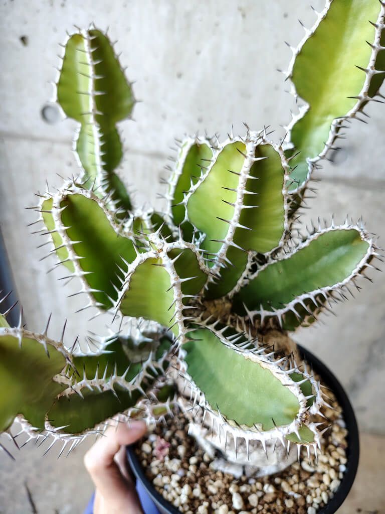ユーフォルビア ムランジーナ ユーフォルビア ムランジーナ | STELLA.PLANTS