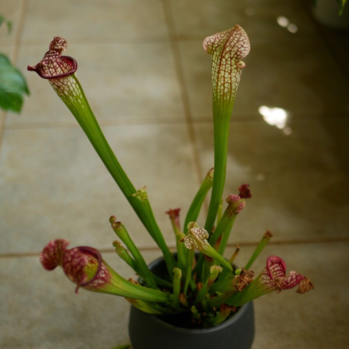 く*い様 食虫植物　サラセニア　ももいろといき Yahoo!オークション - 【食虫植物】 サラセニア ミッチェリアナ × レ