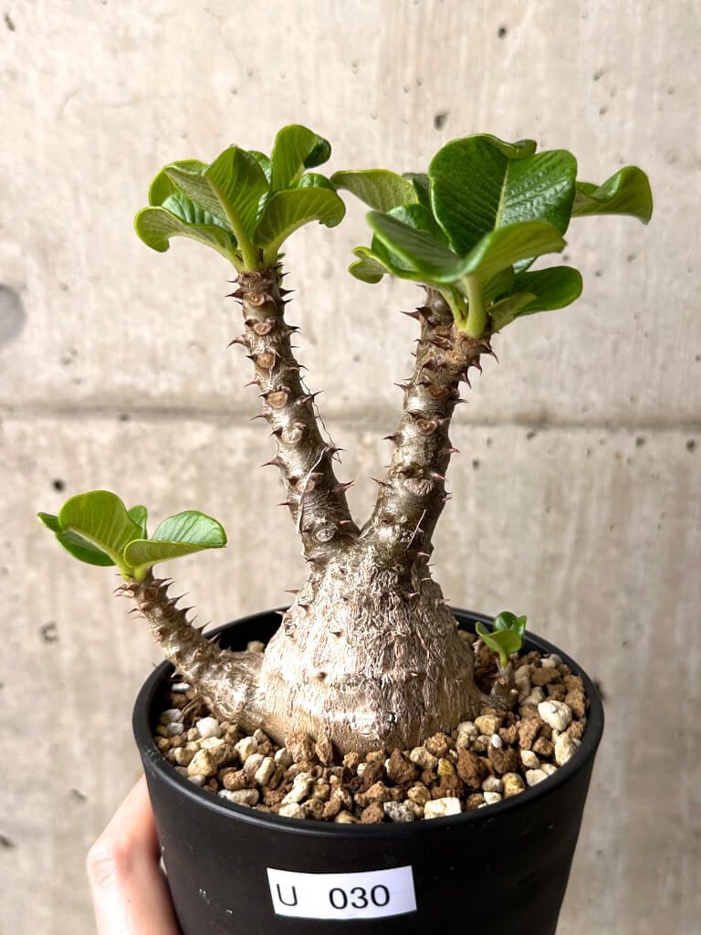 現品限り パキポディウム ウィンゾリー 実生 大株 U30 Pachypodium windsorii 植物 塊根植物 夏型 コーデックス
