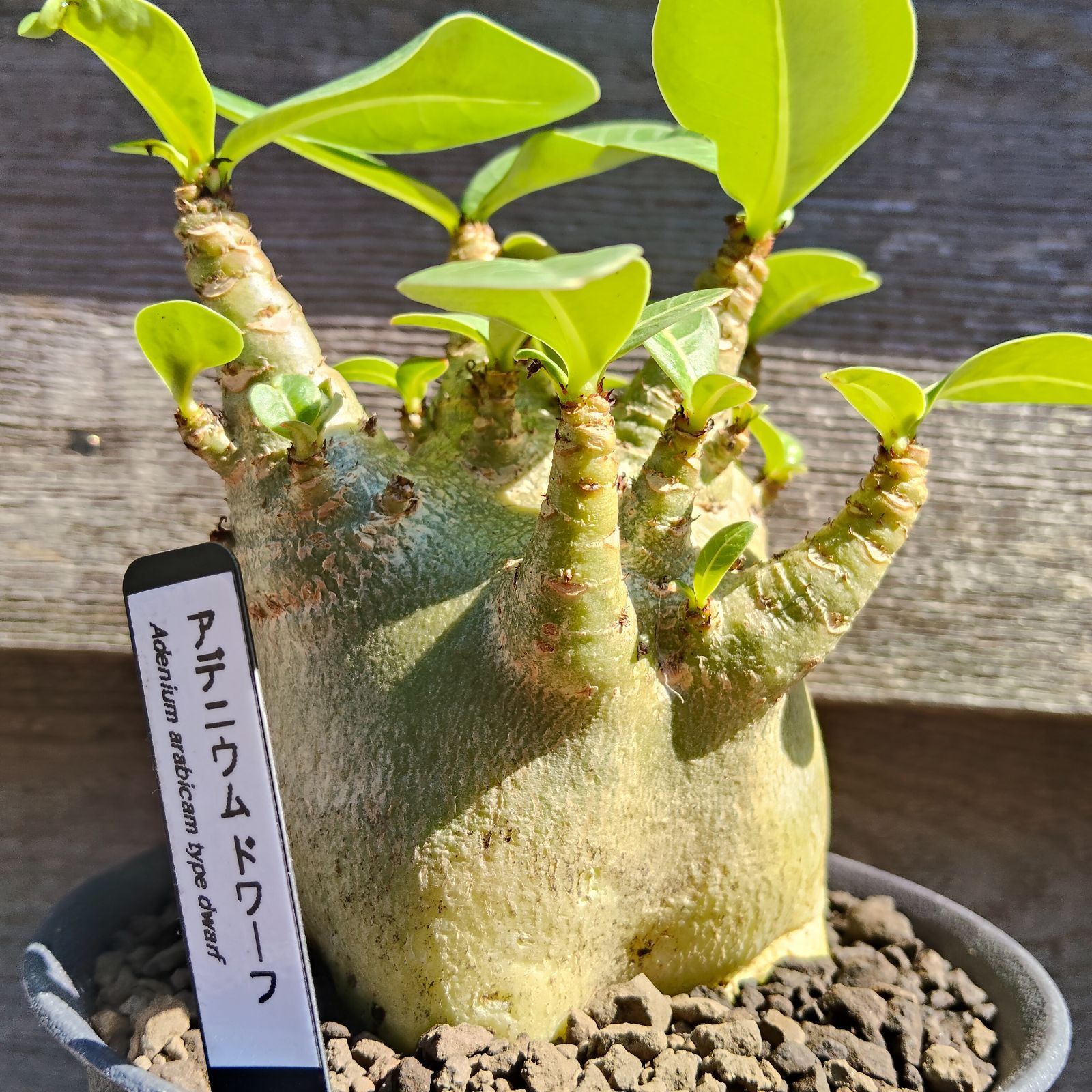 a39 アデニウム ドワーフ s1 塊根植物 コーデックス - メルカリ