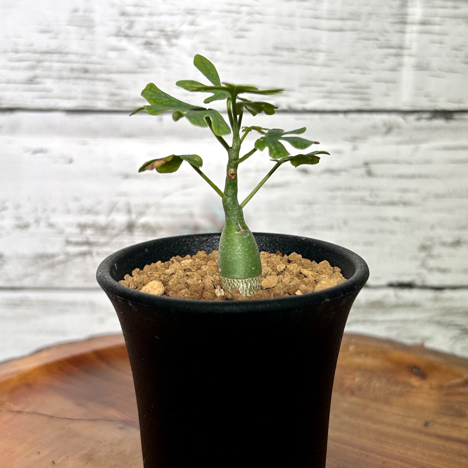 育てるのが楽しみな実生株 アデニア トップ グラウカ 塊根植物 コーデックス 多肉植物