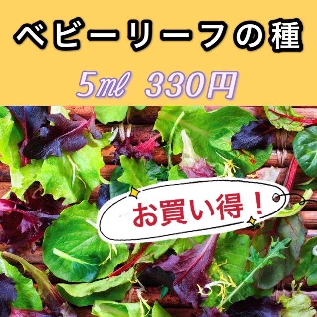 種 野菜たね ラディッシュミックス+紫チンゲンサイ