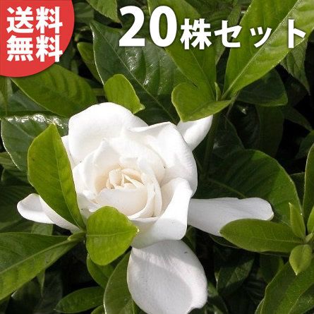 苗|苗木 20本セット ヤエクチナシ 樹高0.4m前後 15cmポット 白花 八重咲きクチナシ ガーデニア 八重 クチナシ生垣 苗木 苗 植木 庭木 生け垣 ka 20本 20