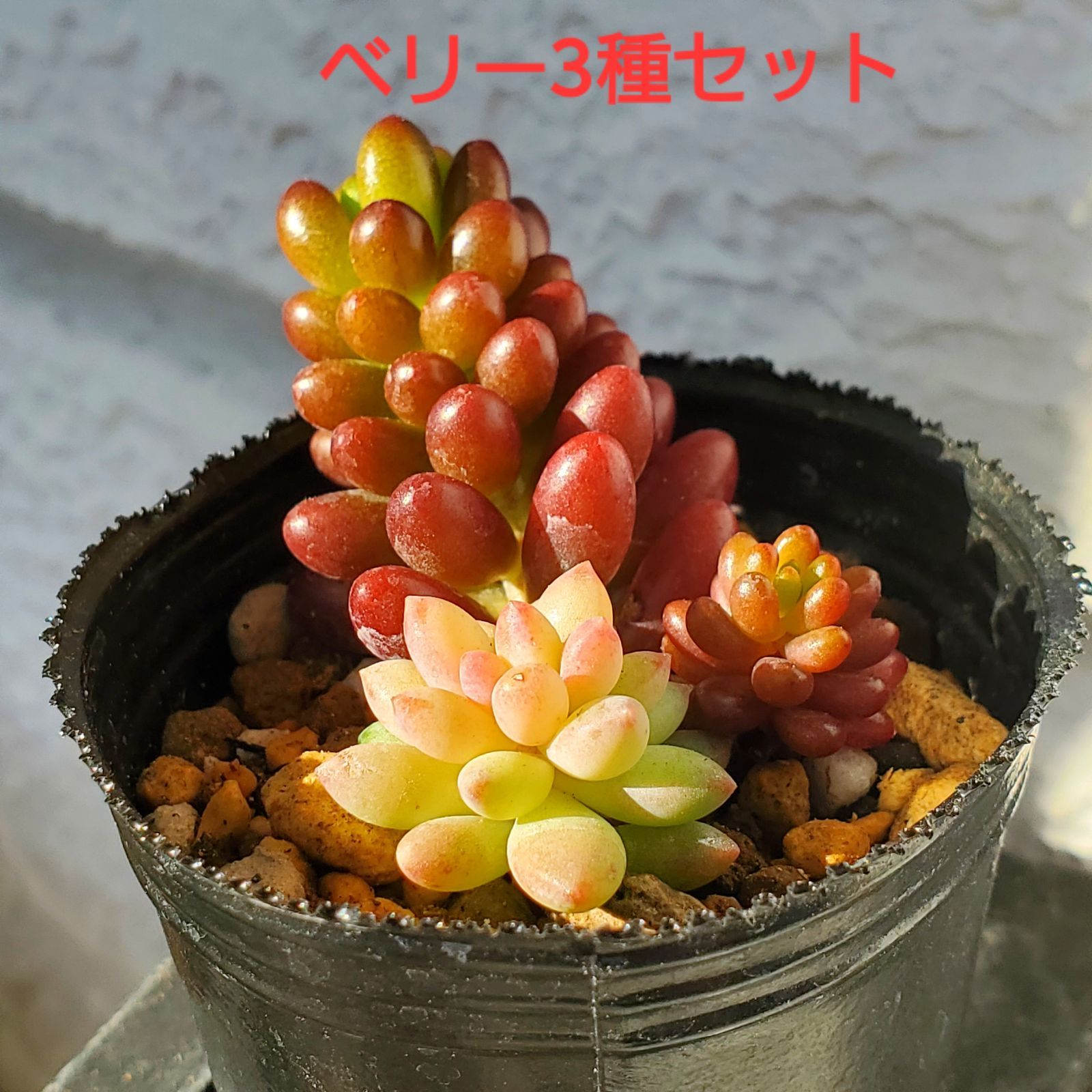 多肉植物 ピンクベリー⭐️抜き苗 - エケベリア・セダム