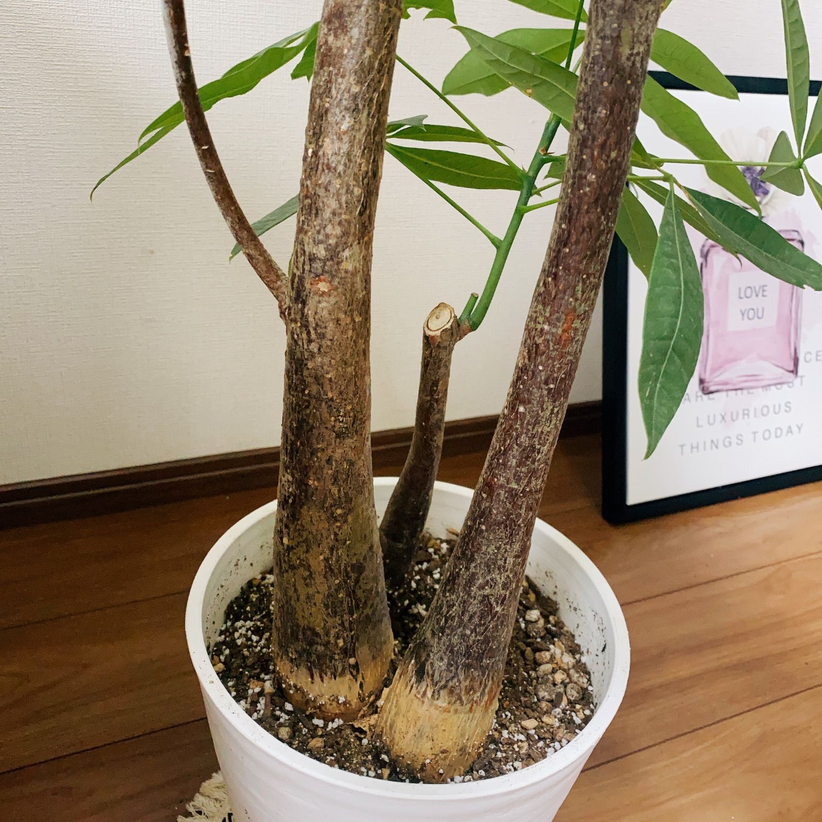 現品］3番 パキラ 3本植え 古木 8号 プラコッタ鉢皿付き 観葉植物 大型