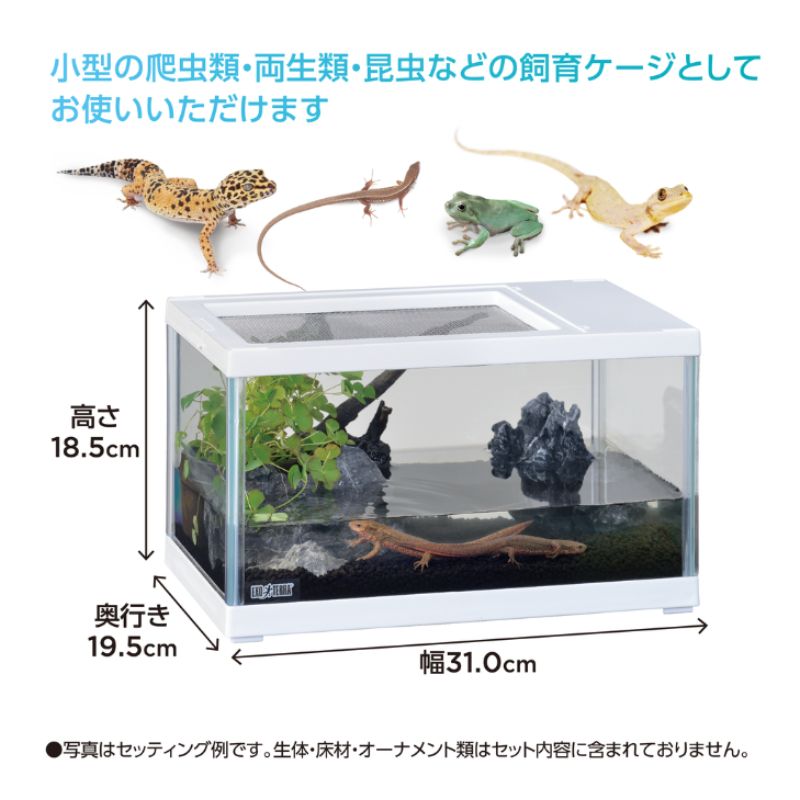 両生類 多頭飼い
