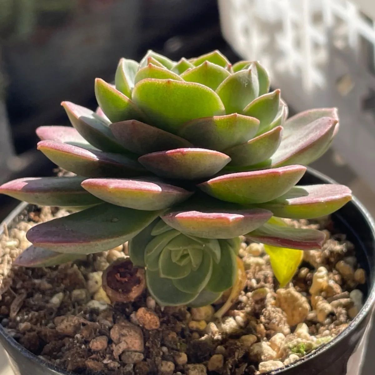 グリーンローズ❣️子ども付き❗️多肉植物 抜き苗 - メルカリ