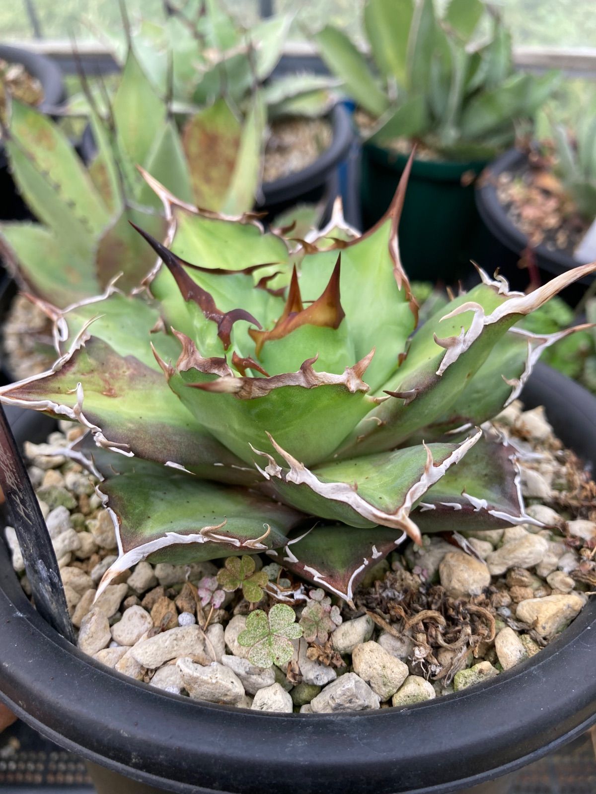 アガベ チタノタ 黒武士 【公式通販】