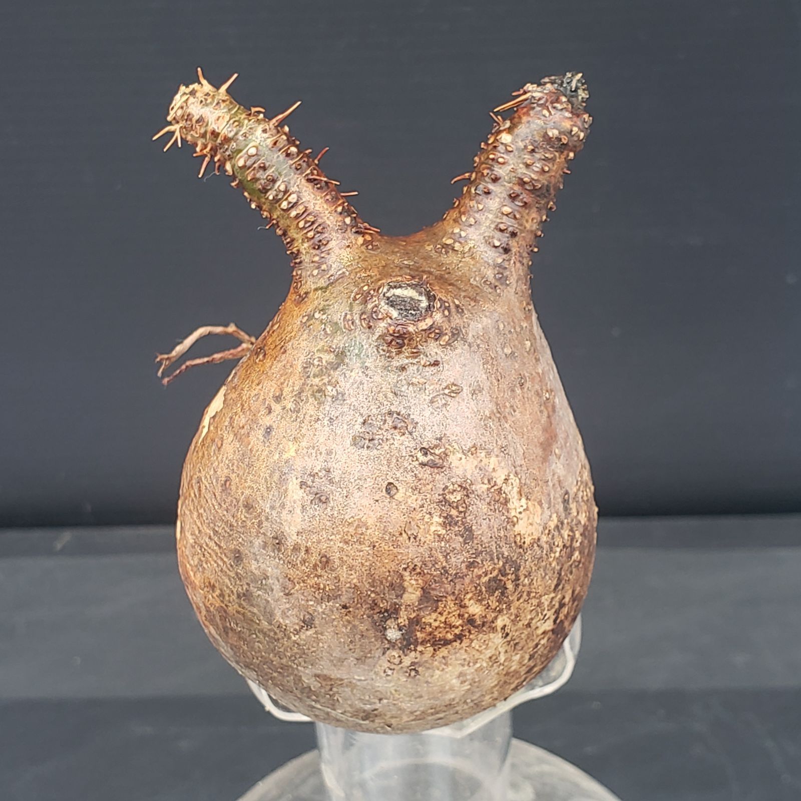 N263【最新到着】Pachypodium グラキリス（SS）（現地球・抜き苗